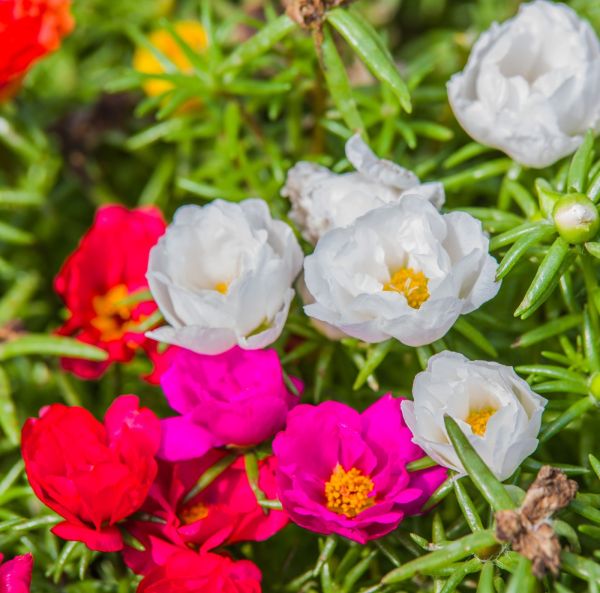 Koristeportulakka sekoitus